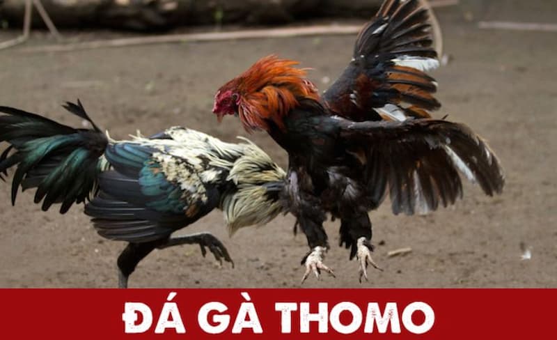 Tổng quan về đá gà Thomo